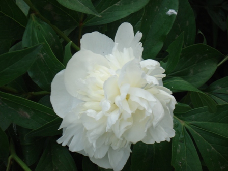  (Paeonia lactiflora).