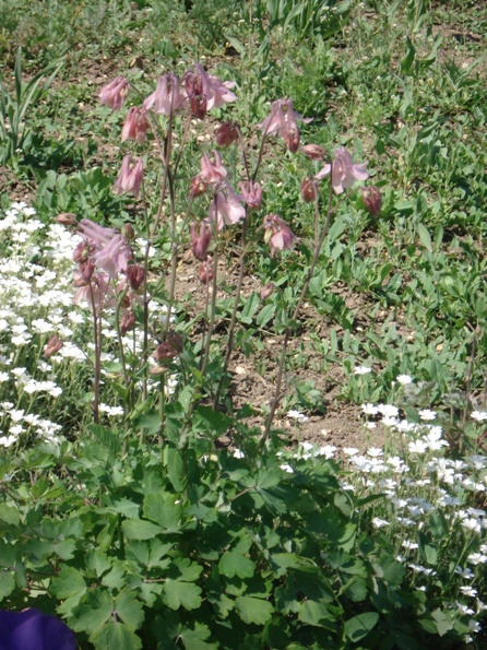  (Aquilegia),  , , ,   (Aquilegia hybrida).