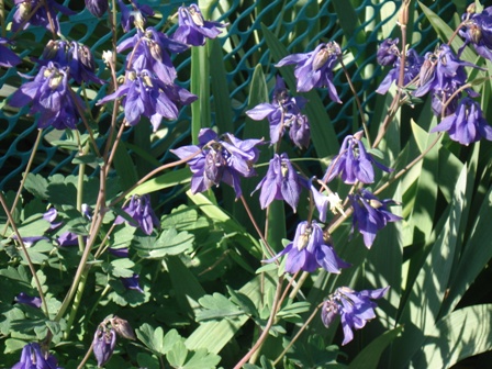  (Aquilegia),  , , ,   (Aquilegia hybrida).