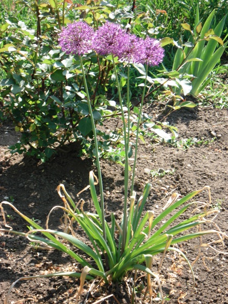   (Purple sensation),  (Allium).