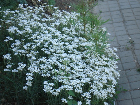   (Cerastium argenteum).