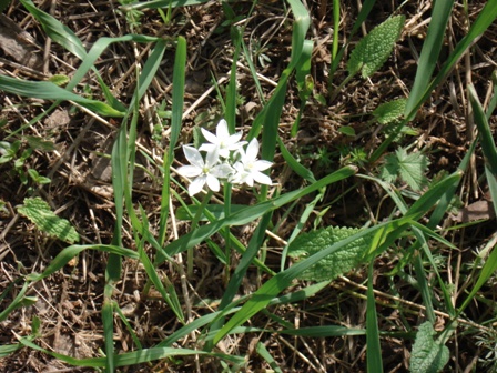   (Ornithogalum caudatum), ,  . 