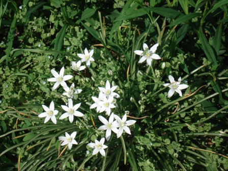   (Ornithogalum caudatum), ,  . 