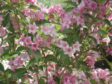  (Weigela).