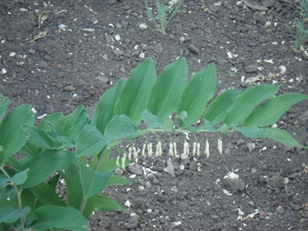   (Polygonatum multiflorum),  .