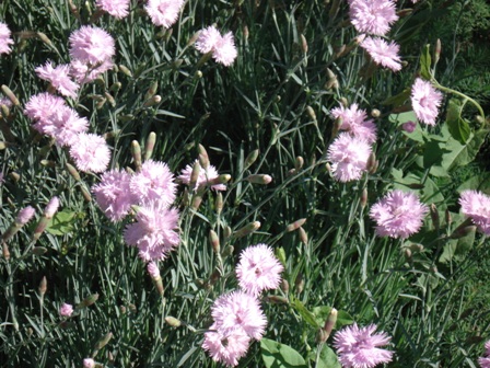   (Dianthus caesius),  - (Dianthus plumarius)