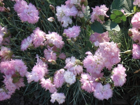   (Dianthus caesius),  - (Dianthus plumarius)