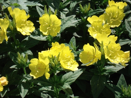   (Oenothera fruticosa)  