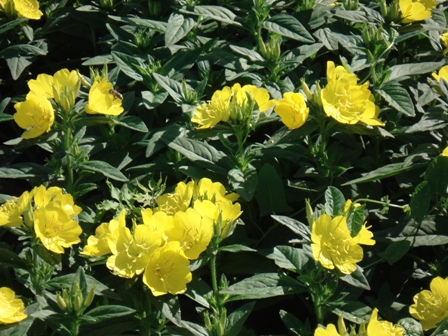   (Oenothera fruticosa)  