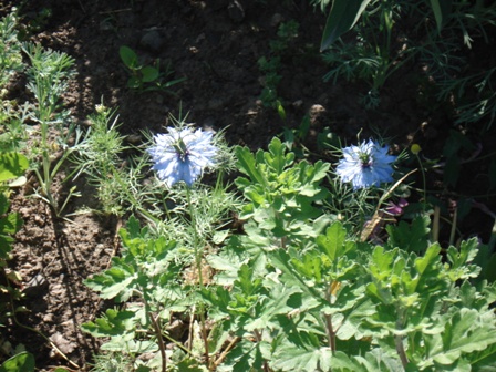   (Nigella damascene).