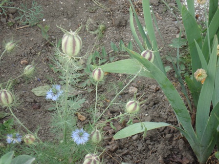   (Nigella damascene).