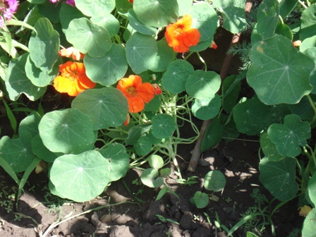 ,  (Tropaeolum)