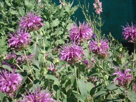   (Monarda fistulosa)