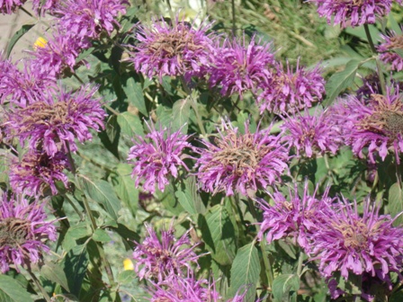   (Monarda fistulosa)