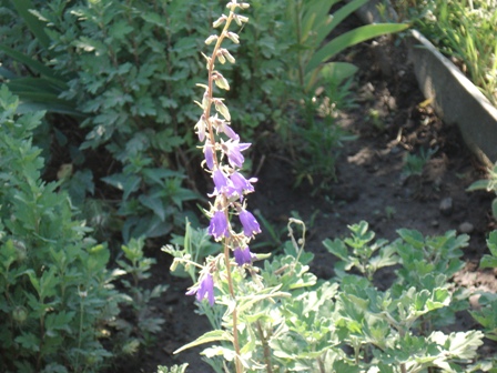   (Campanula rapunculoides)