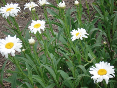   Leucan themum),  . 