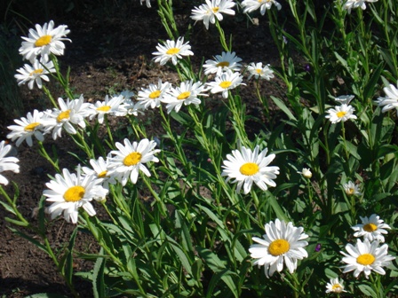   Leucan themum),  . 