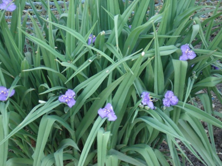   (Tradescantia),  