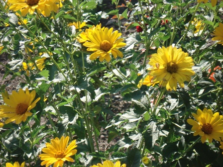  (Heliopsis), ,   