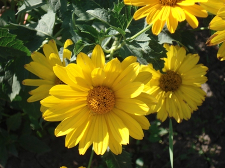  (Heliopsis), ,   