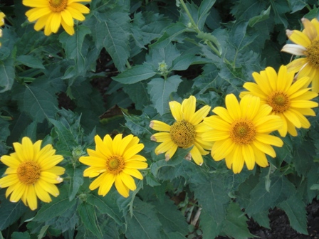  (Heliopsis), ,   