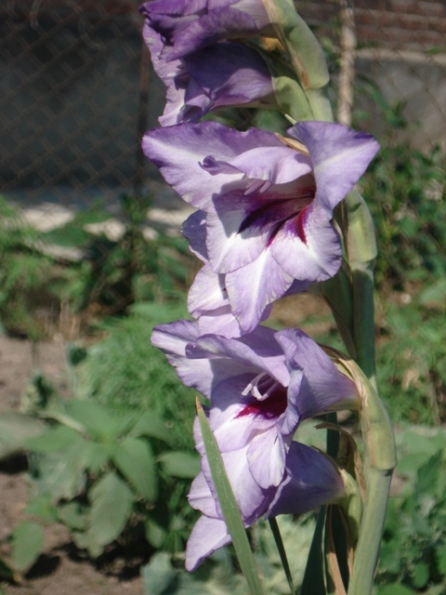  (Gladiolus), 