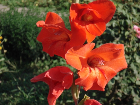  (Gladiolus), 