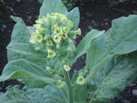   (Nicotiana tabacum)