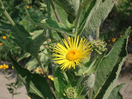   (Inula magnifica)