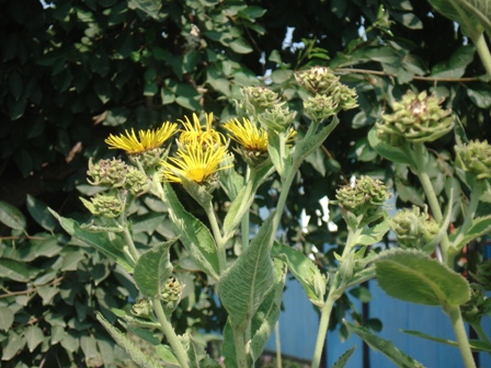   (Inula magnifica)