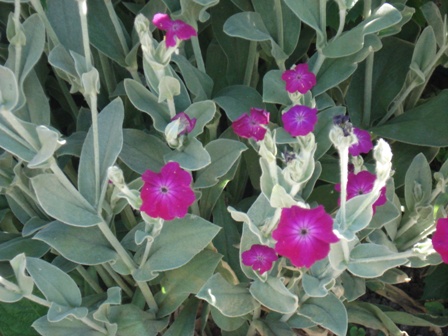   (Lychnis coronaria)