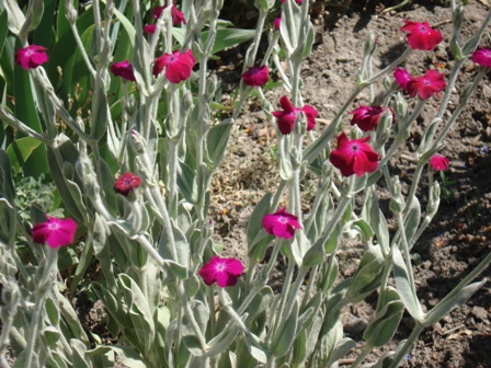   (Lychnis coronaria)