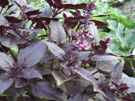  (Ocimum Basilicum), ,   