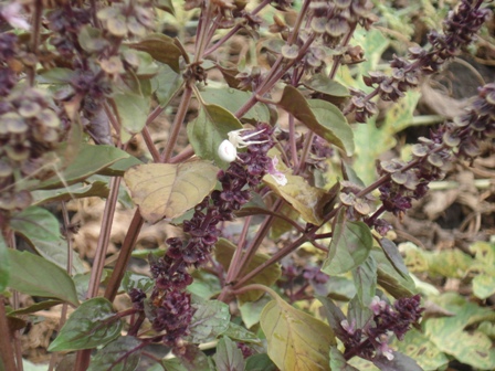  (Ocimum Basilicum), ,   