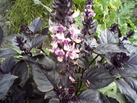  (Ocimum Basilicum), ,   