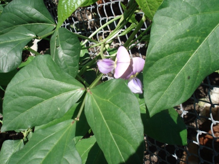  (Vigna),  ,    