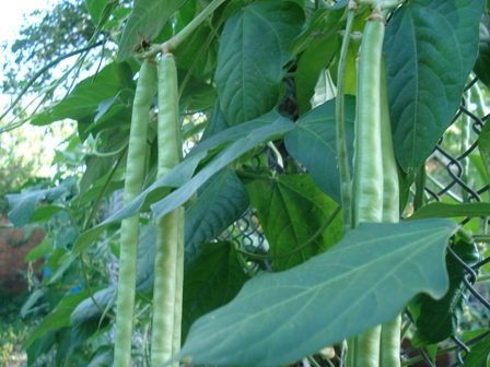  (Vigna),  ,    