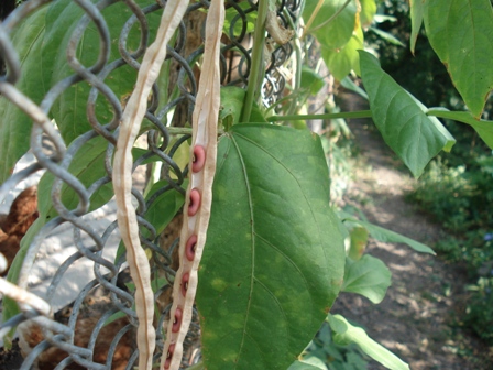  (Vigna),  ,    