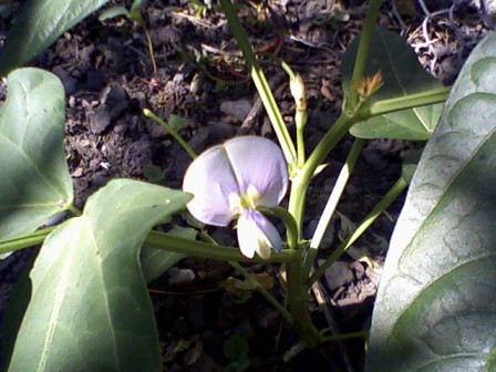  (Vigna),  ,    