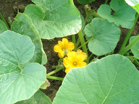  (ucumis melo) 