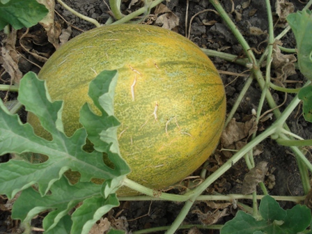  (ucumis melo) 
