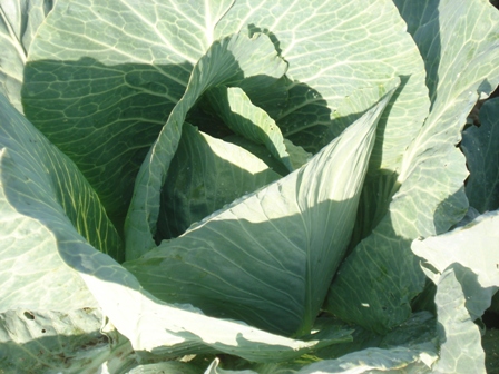    (Brassica oleracea) 