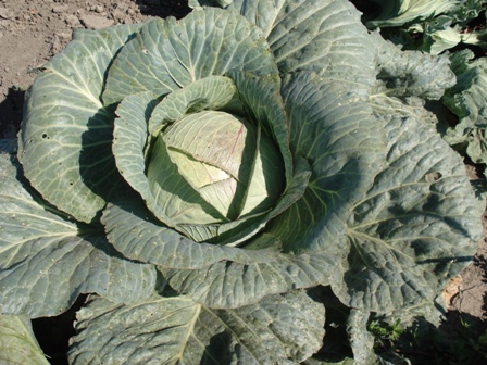    (Brassica oleracea) 