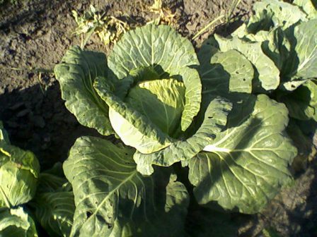    (Brassica oleracea) 