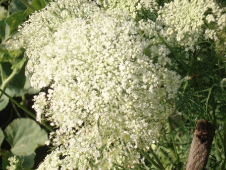   (Daucus carota L.) 
