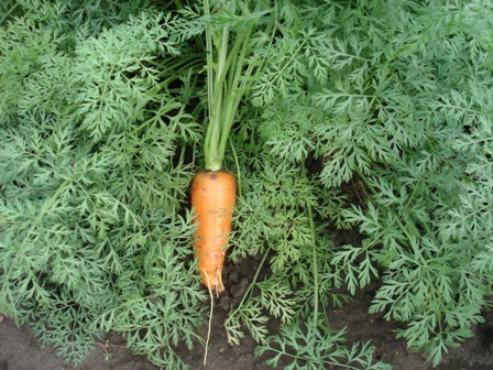   (Daucus carota L.) 