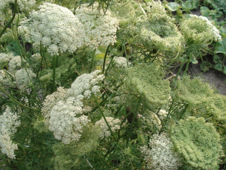   (Daucus carota L.) 