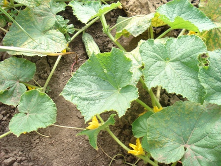   (Cucumis sativus) 