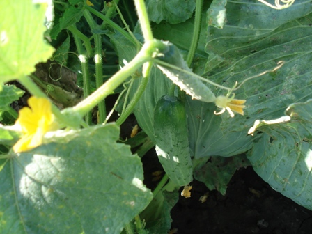   (Cucumis sativus) 