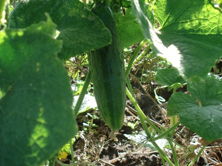   (Cucumis sativus) 